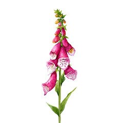 Foxglove in detailed isometric watercolor art, isolated on a pure white backdrop. © John