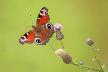 European Peacock butterfly (Aglais io) feeding on a thistle flower, vibrant red and blue eye-like patterns on wings, macro nature photography. © WojtekWildlife