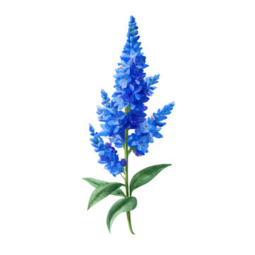 A watercolor isometric illustration of Veronica Flower, cleanly isolated on white background.
