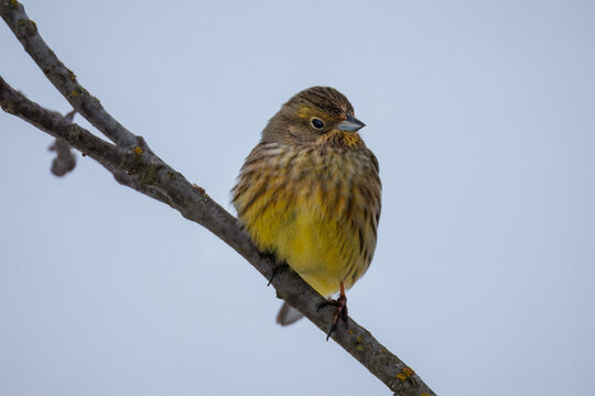 Close-up of a female yellowhammer perched on a branch, looking toward the camera lens on a cloudy winter day against a grey background.