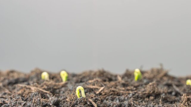 Time-lapse video showing several cucumber seedlings emerging from soil while the camera pans left to right. Fresh green sprouts illustrate germination, growth, and early agriculture stages.