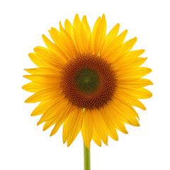 Sunflower Blooms With Bright Yellow Petals and a Brown Center on a Simple Background