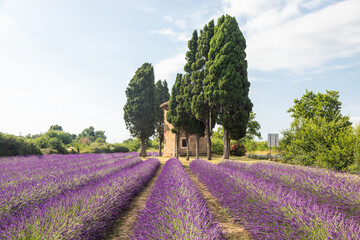 Lavender lines in Italy. Tuscany coutryside scenery landscape at sunset with sky and clouds.