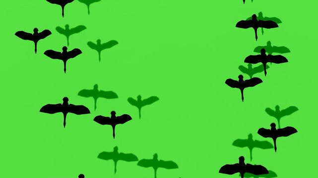 Flying Birds Silhouette Natural Motion