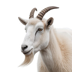 White Goat With Long Beard and Curved Horns Posing Against a Plain Background