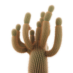 Group of Cacti Showing Spines and Green Color Against a White Background in Indoor Setting