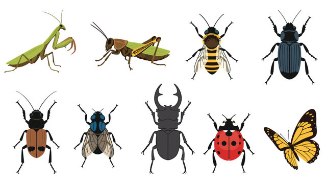 Diverse collection of detailed insect illustrations, including a praying mantis, grasshopper, bee, beetle, ladybug, and butterfly.