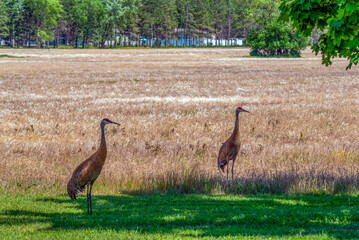 Sandhill Cranes Standing Near A Wheat Field In Summer In Wisconsin