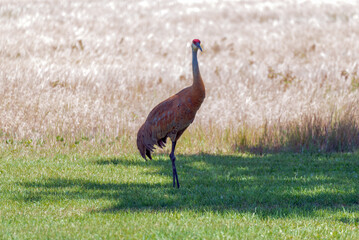 Sandhill Crane Standing Near A Wheat Field In Summer In Wisconsin