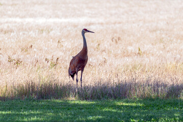 Sandhill Crane Standing Near A Wheat Field In Summer In Wisconsin