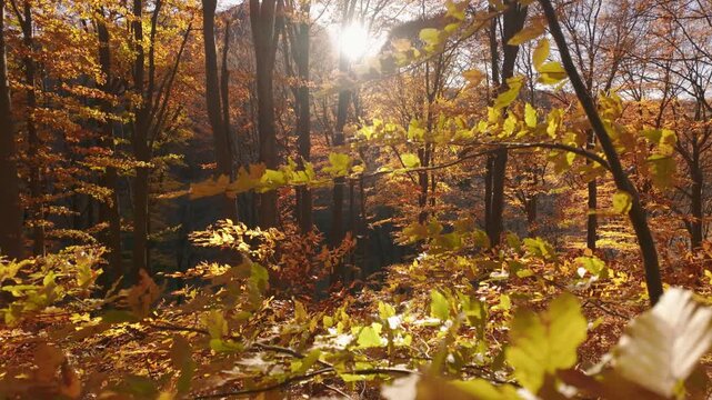 Cinematic Static Shot of Windy Golden Beech Leaves Forming Natural Frame with Central Sun Flare in Autumn Forest