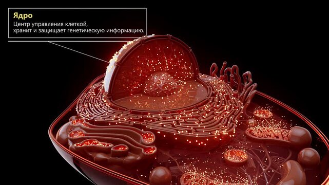 Conceptual 3D Animation of a Eukaryotic Cell with Labeled Organelles in Russian