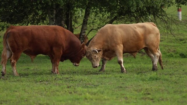Bulls fighting 