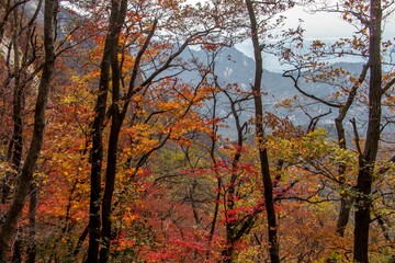 Fototapeta premium Colorful autumn forest with vibrant fall foliage