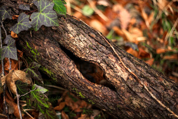 A weathered tree trunk with a natural hollow, covered in green ivy leaves. Lying on the ground among brown autumn foliage, showcasing natural texture and decay.