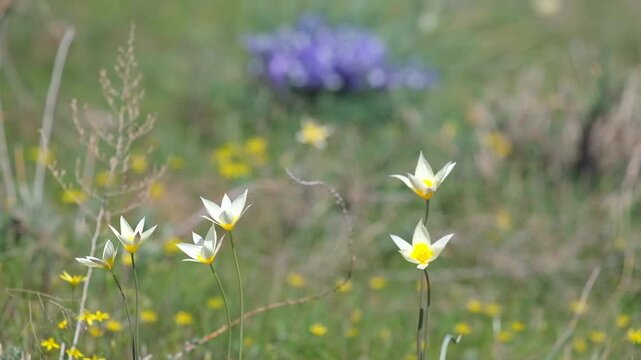 Graceful wild two-flowered tulips, Tulipa biflora in the spring steppe. Thin stems with white flowers and a bright yellow core against a background of blurred purple irises. Rare primroses in the natu