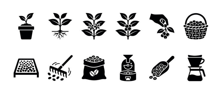 Black coffee production process icon set showing the complete lifecycle from planting a seedling and harvesting beans to roasting, grinding, and brewing a fresh beverage