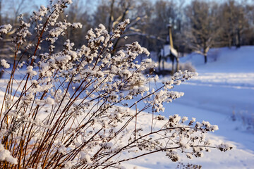 Sunlit Snow on Delicate Winter Branches