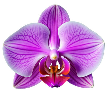 A close-up view of a vibrant purple orchid flower with intricate details isolated on transparent background