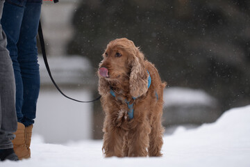 cocker spaniel in winter