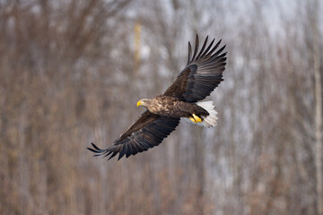 White-tailed eagle in flight against a background of trees in winter