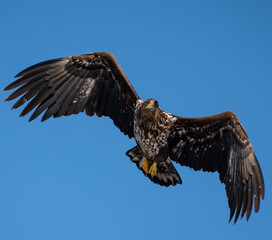 White-tailed eagle in flight against a blue sky.