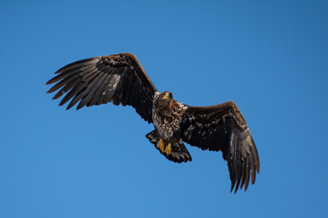 White-tailed eagle in flight against a blue sky.
