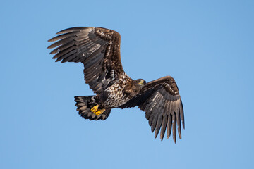 White-tailed eagle in flight against a blue sky.