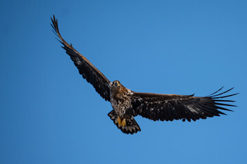 White-tailed eagle in flight against a blue sky.