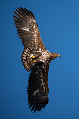 White-tailed eagle in flight against a blue sky.