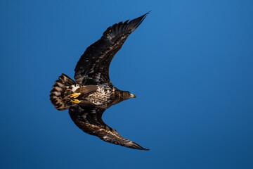 White-tailed eagle in flight against a blue sky.
