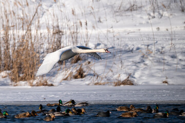 A swan in flight over a river in winter