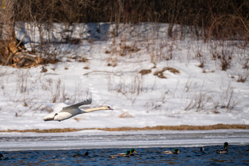 A swan in flight over a river in winter