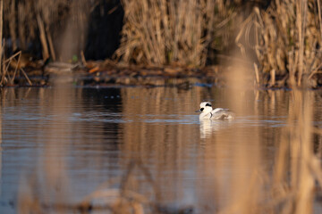 Smew - Mergellus albellus swimming in the pond in winter