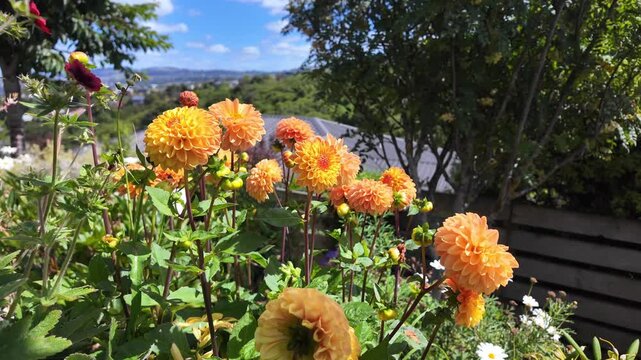 Vibrant orange pompon dahlias bloom in a lush garden beneath a clear blue sky, with rich green foliage and distant hills enhancing the bright, sunny landscape.
