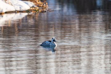 Smew - Mergellus albellus swimming in the pond in winter