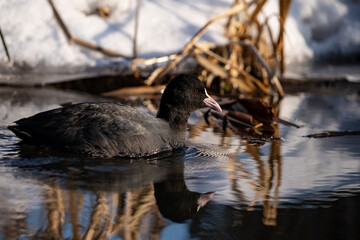a coot swimming in a pond in winter