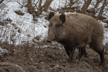 Wild boar in forest 