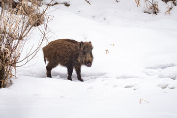 wild boar in snow