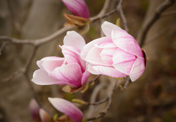 Light magnolia flower bud on blurred brown background