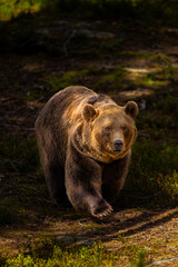 Naklejka na ściany i meble Powerful brown bear walking through mossy forest in Scandinavian wilderness