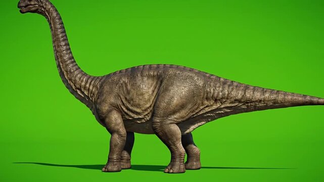 A video dinosaurs greenscreen of a large dinosaur standing on a green background