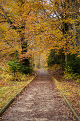 autumn road with beech, pine and oak trees in oranges and greens