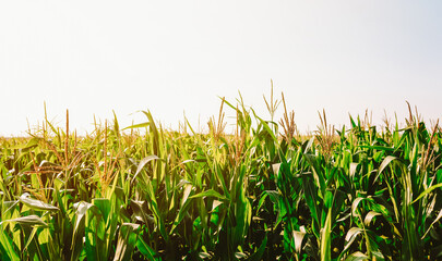 Fototapeta premium Corn plants stand tall in a field. The sunlight shines down on the green leaves. This scene shows a summer day in a rural area where farming is active.