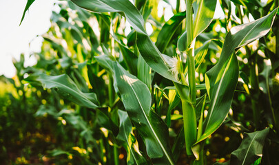 Corn plants stand tall in a field. The sunlight shines down on the green leaves. This scene shows a summer day in a rural area where farming is active.
