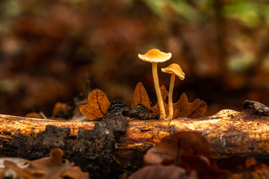 detalle de setas en un tronco con un entorno oto&ntilde;al y una luz calida