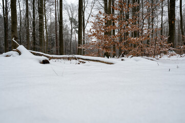 Winter forest with snow