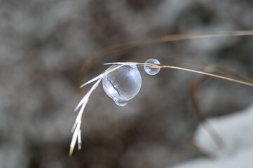 Frozen soap bubbles on a blade of grass on a cold winter day with snow