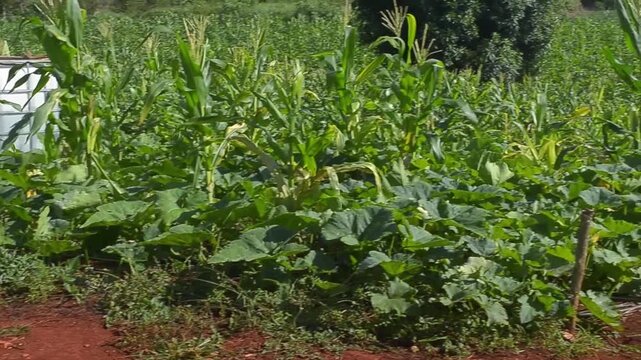 Corn and Pumpkin Intercropping