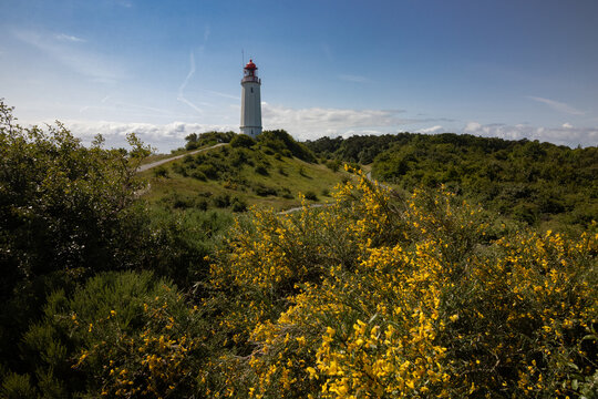 Dornbusch mit Ginster und Leuchtturm, Insel Hiddensee